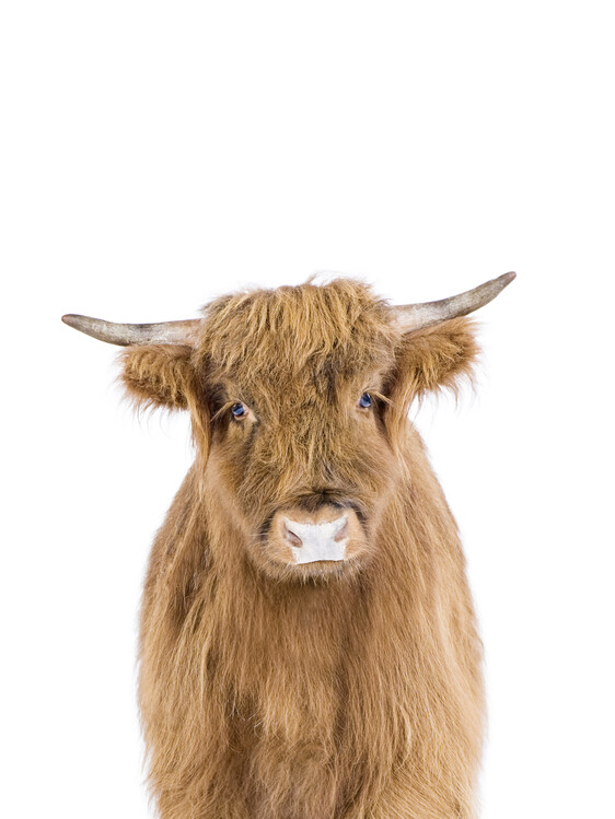 Arte Fotográfica Baby Highland Cow