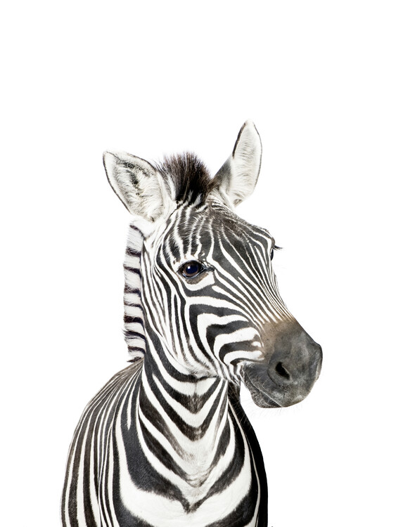 Taide valokuvaus Baby Zebra
