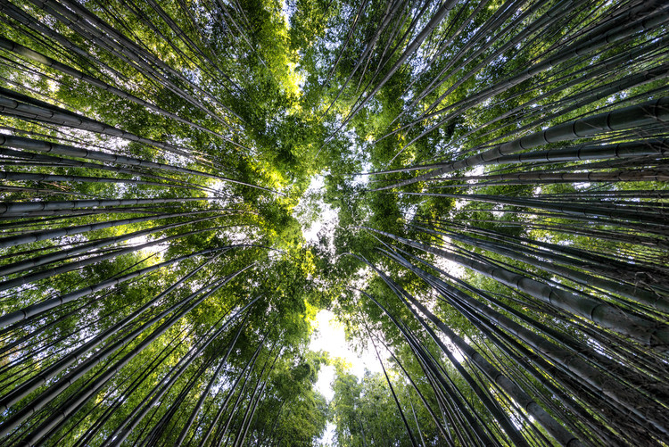 Valokuvataide Bamboo Forest II