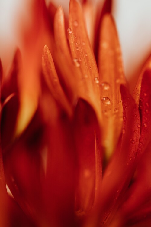 Arte Fotográfica Beautiful detail of red flowers