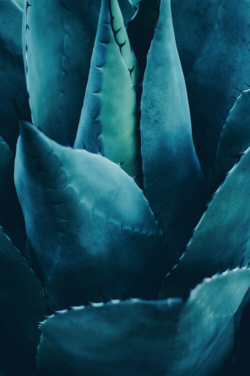 Art Photography Cactus No 4