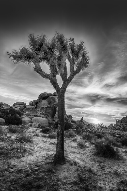 Canvas Print Charming Sunset In Joshua Tree National Park