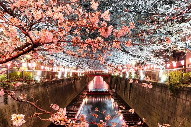 Taide valokuvaus Cherry Blossom at Meguro River