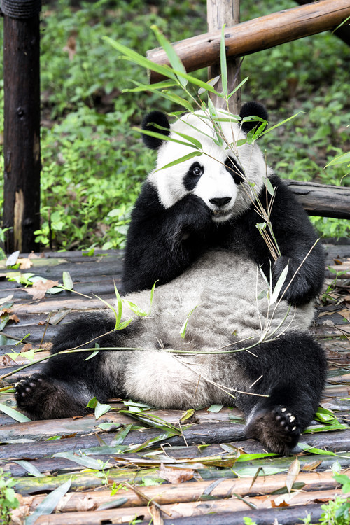Art Photography China 10MKm2 Collection - Giant Panda