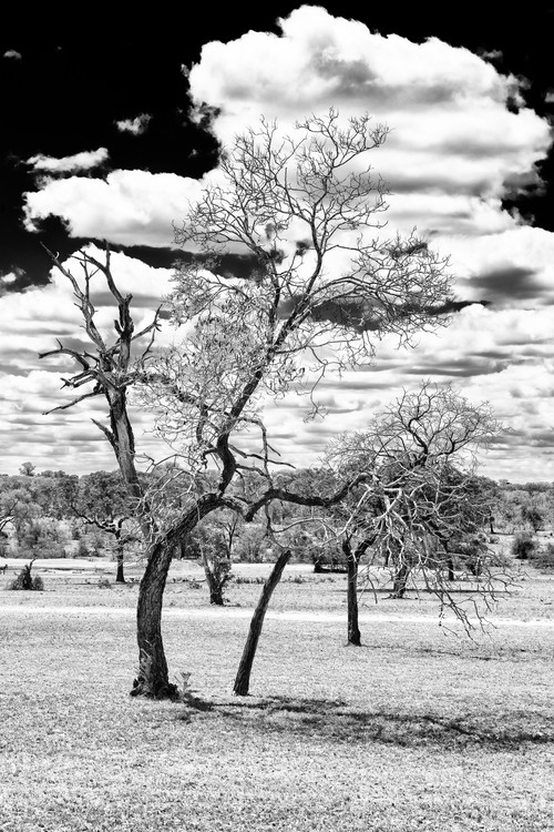 Taide valokuvaus Dead Tree in the African Savannah