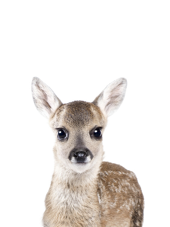 Art Photography Deer 1