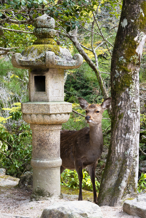 Canvas Print Deer in Miyajima