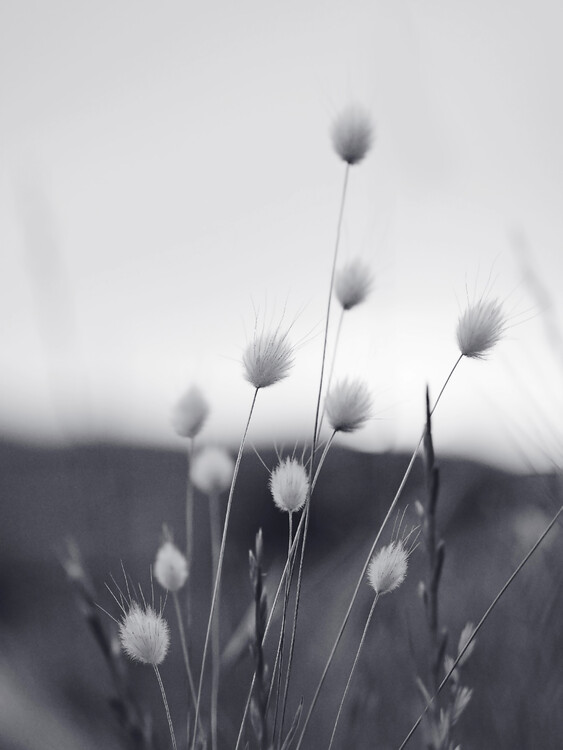 Arte Fotográfica Field Grass