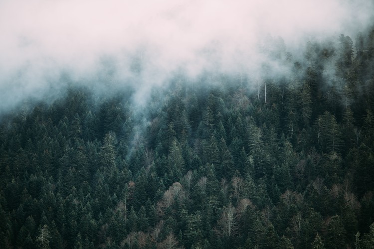Valokuvatapetti Fog over the forest
