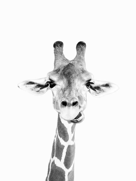Valokuvatapetti Happy giraffe