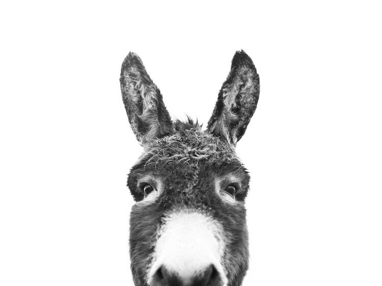 Art Photography Hello donkey