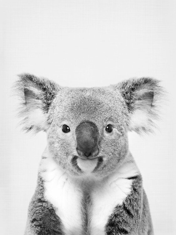 Valokuvatapetti Koala