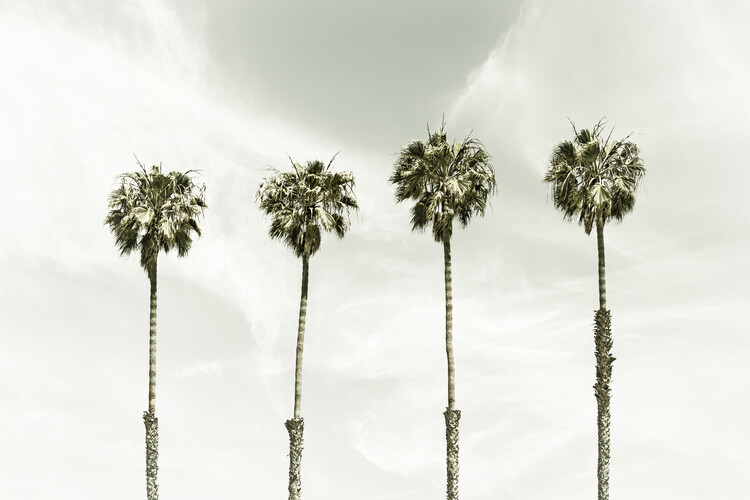 Valokuvatapetti Minimalist Palm Trees | Vintage