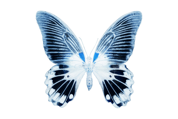 Canvas Print MISS BUTTERFLY AGENOR - X-RAY White Edition