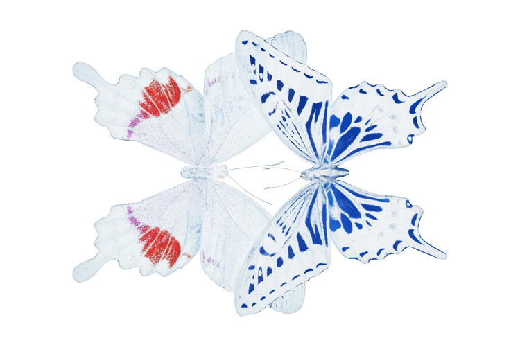 Taide valokuvaus MISS BUTTERFLY DUO PARISUTHUS - X-RAY White Edition