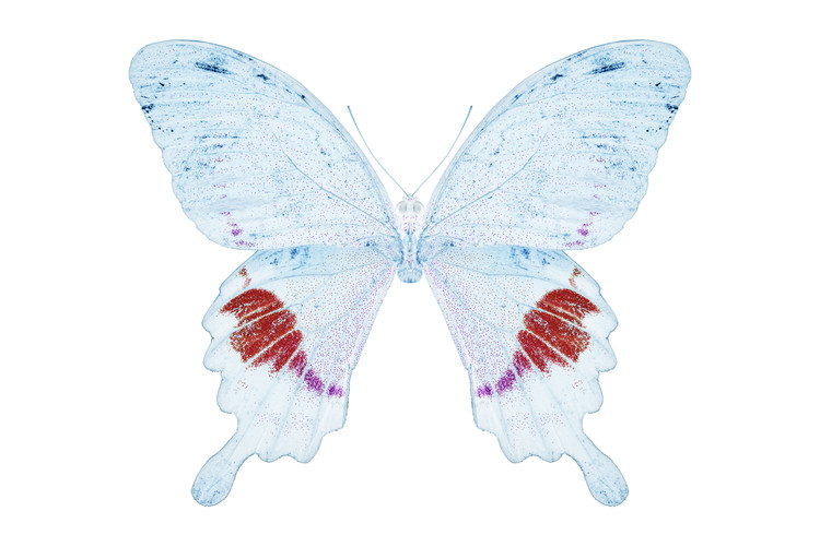 Canvas Print MISS BUTTERFLY HERMOSANUS - X-RAY White Edition