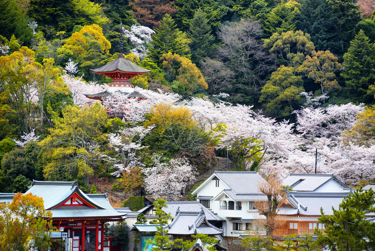 Canvas Print Miyajima Pagoda Cherry Blossom
