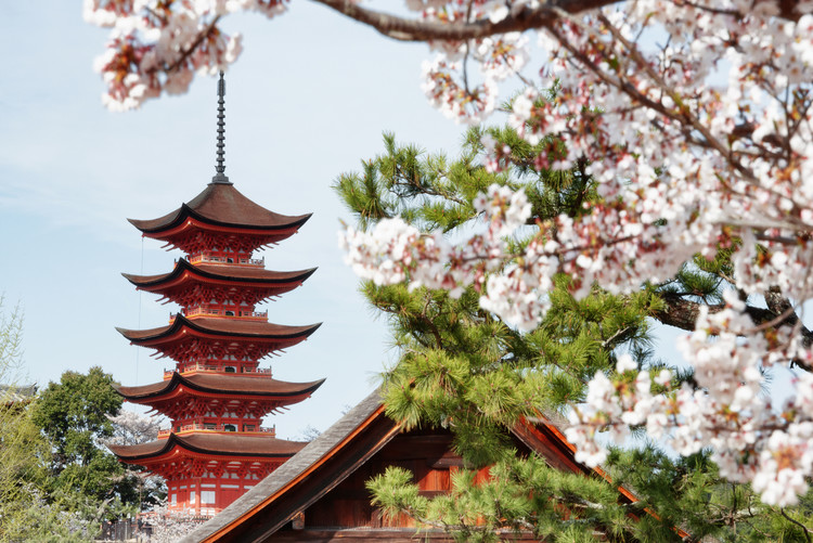 Canvas Print Miyajima Pagoda with Sakura