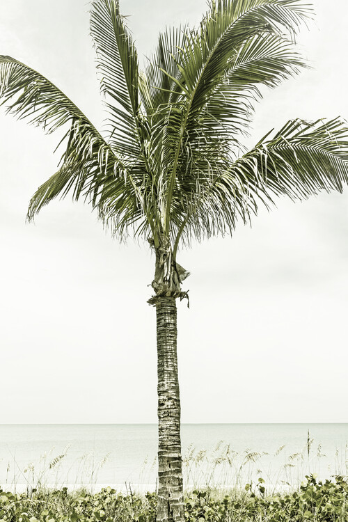 Canvas Print Palm Tree at the beach | Vintage