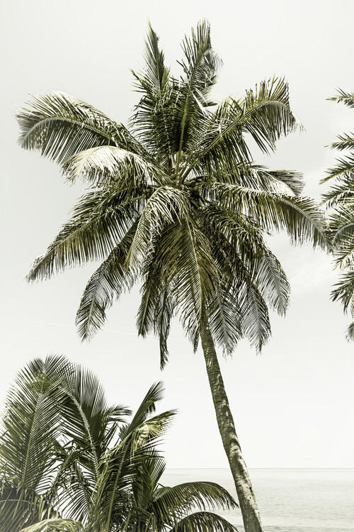 Taide valokuvaus Palm Trees at the beach | Vintage