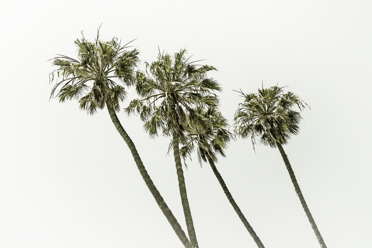 Canvas Print Palm trees by the sea | Vintage