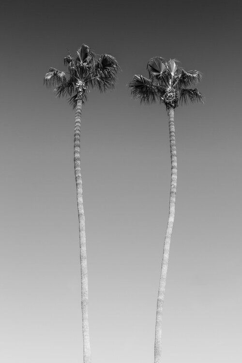 Canvas Print Palm Trees In Black & White