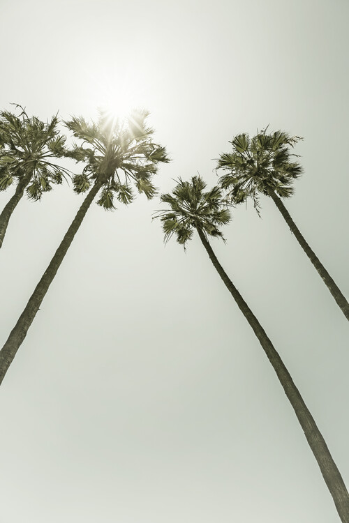 Art Photography Palm Trees in the sun | Vintage