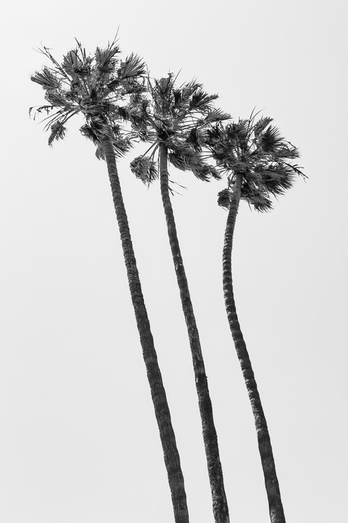 Canvas Print Palm Trees Summertime