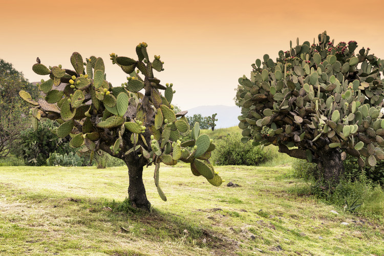 Taide valokuvaus Prickly Pear Cactus