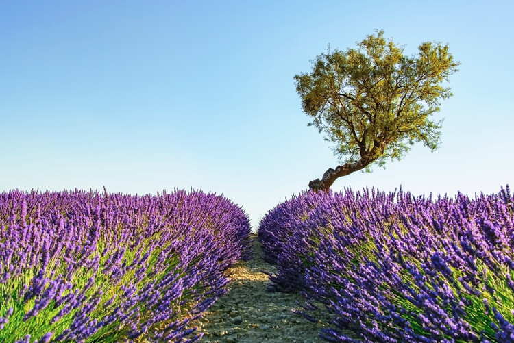 Taide valokuvaus Provence