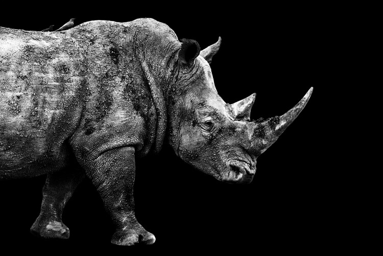 Valokuvatapetti Rhino Black Edition