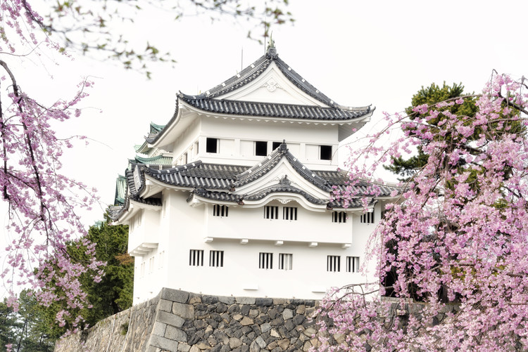 Canvas Print Sakura Nagoya Castle
