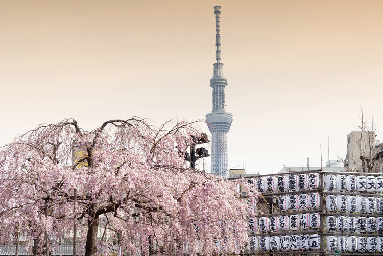 Art Photography Sakura Tokyo Skytree