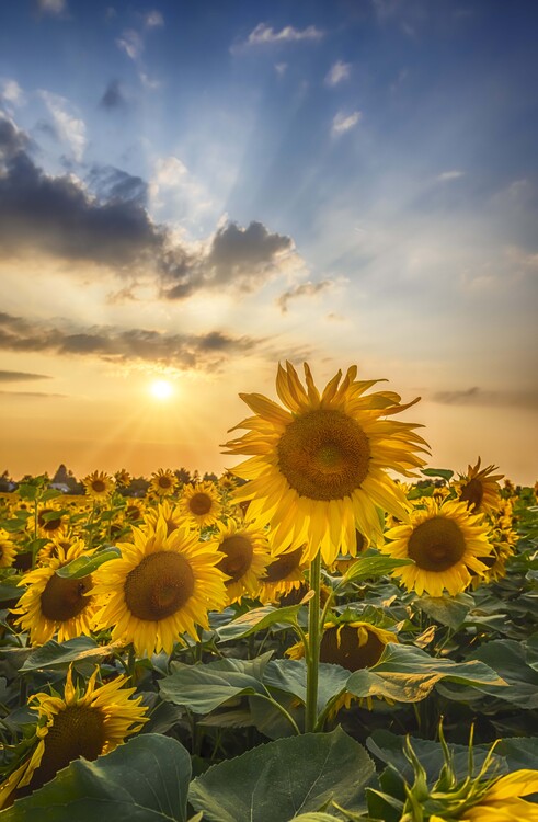 Taide valokuvaus Sunset with beautiful sunflowers