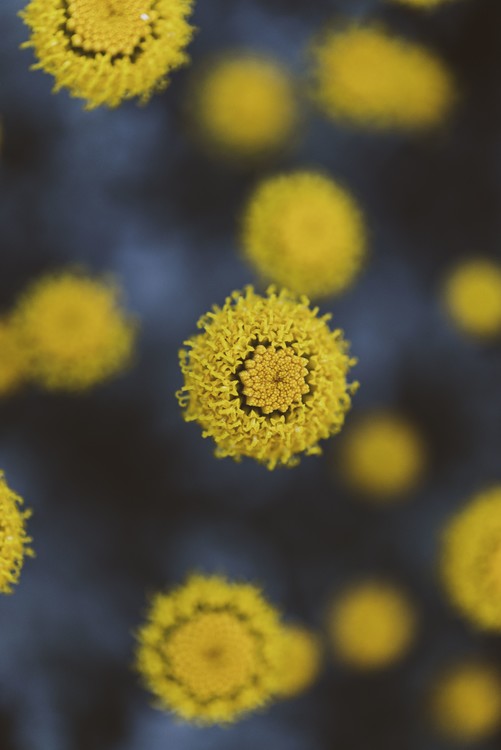 Taide valokuvaus Texture of yellow flowers