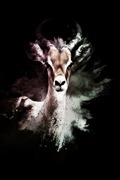 Taide valokuvaus The Antelope