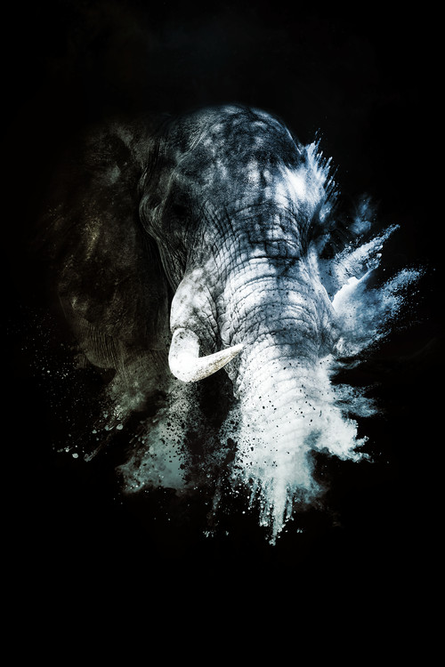 Art Photography The Elephant II