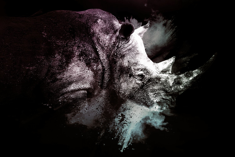 Art Photography The Rhino