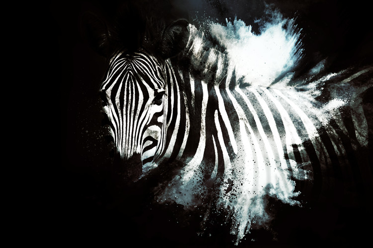 Canvas Print The Zebra II