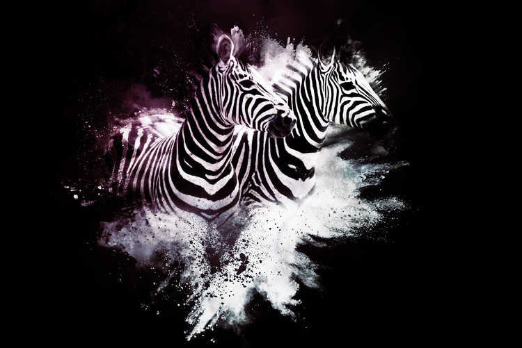 Canvas Print The Zebras