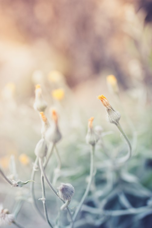 Taide valokuvaus Tiny flowers at sunset