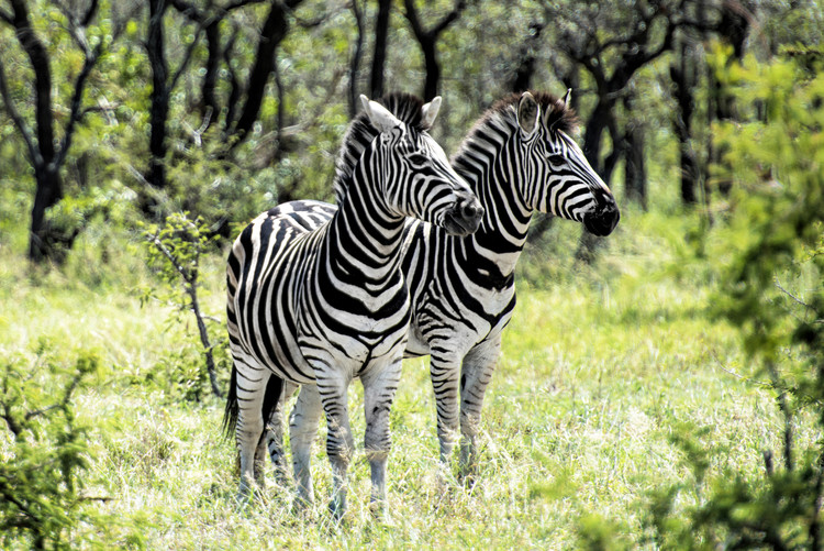 Valokuvataide Two Burchell's Zebra