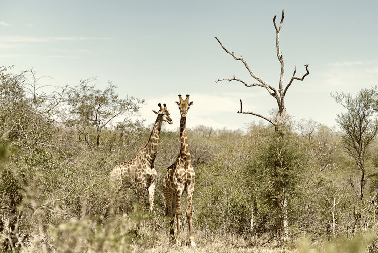 Art Photography Two Giraffes