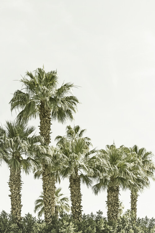 Canvas Print Vintage palm trees at the beach