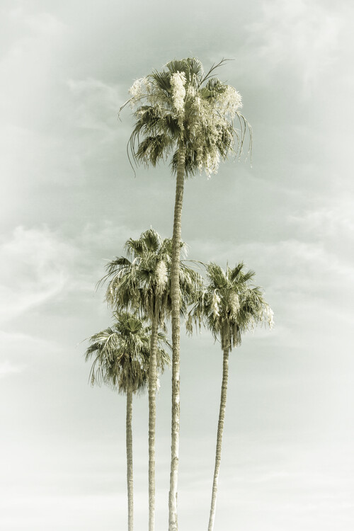 Art Photography Vintage Palm Trees Skyhigh