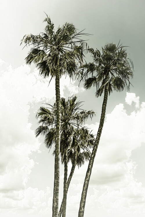 Canvas Print Vintage palm trees summertime