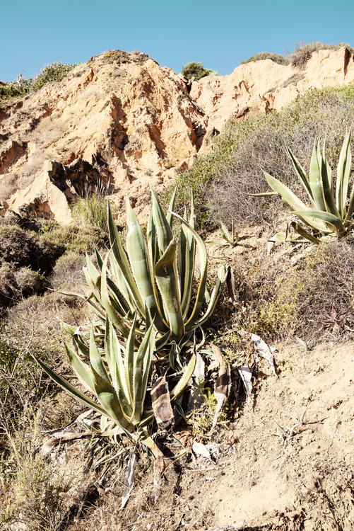 Art Photography Wild Agaves