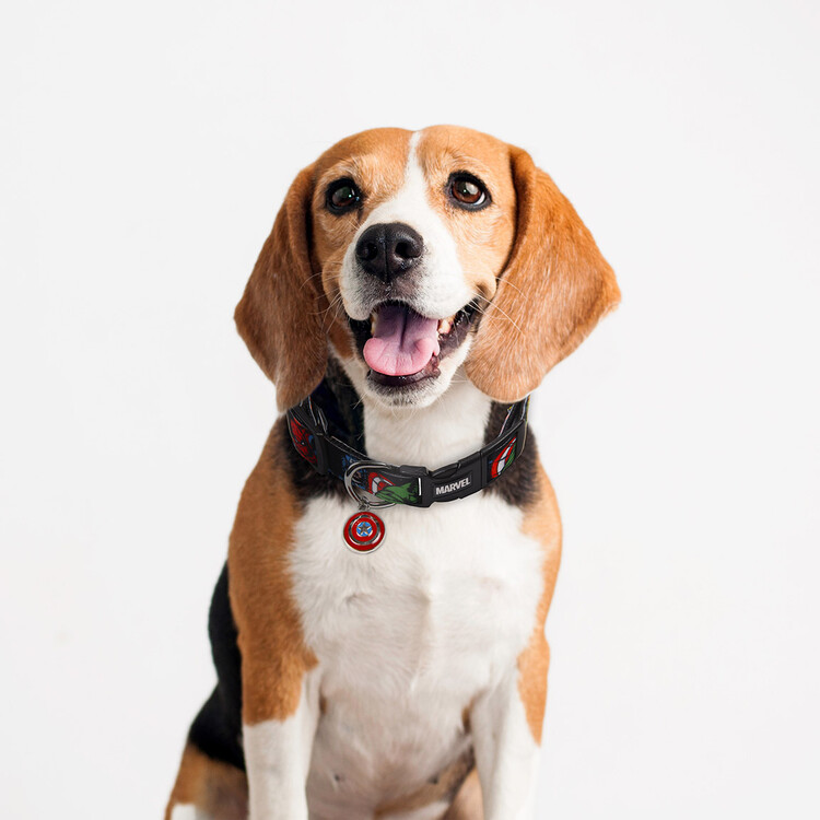 marvel dog accessories