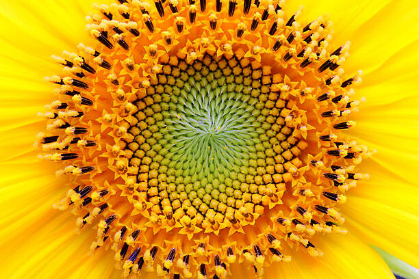 Sticker Mathematical center of a sunflower