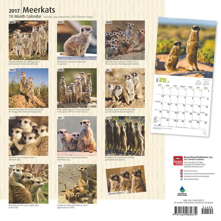 Calendar 2021 Meerkats